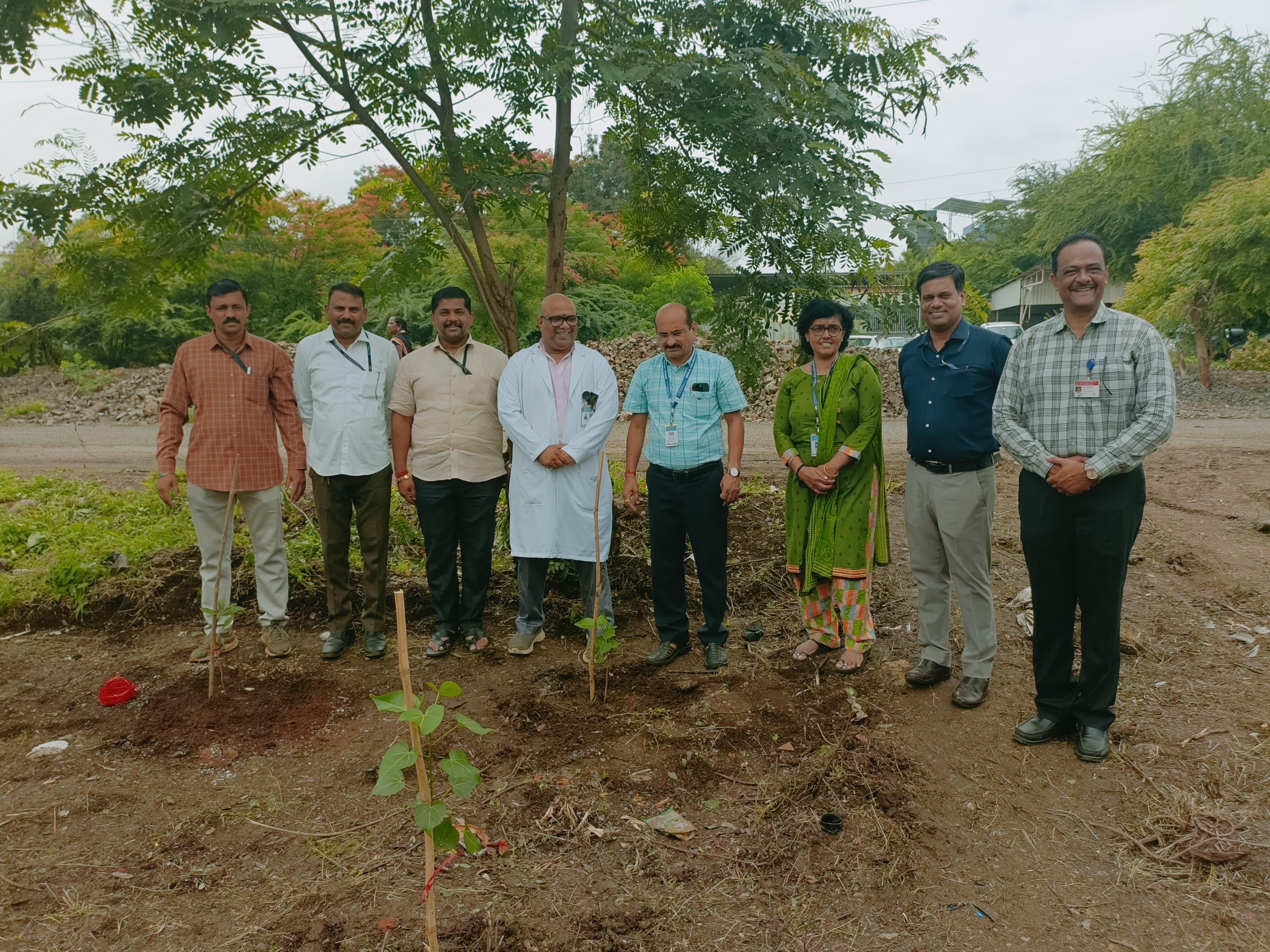 Tree plantation