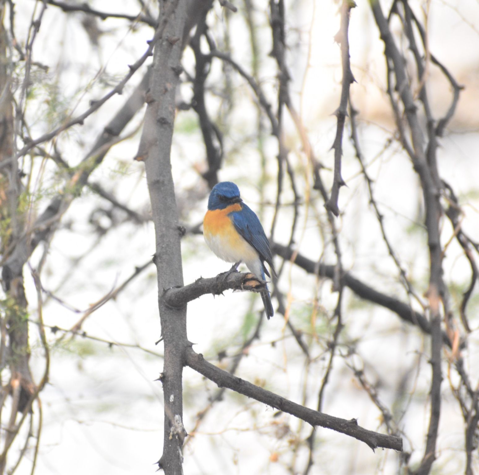 Campus Bird Count Highlights Urban Biodiversity at Bharati Vidyapeeth Deemed University Katraj Campus, Pune